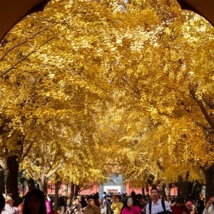 Melihat Keindahan Musim Gugur di Taman Zhongshan Beijing