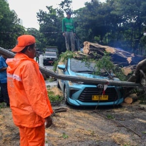 Hujan Deras Sebabkan Pohon Tumbang di Depan Kemenkeu