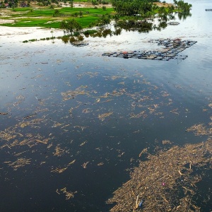 Usai Banjir Bandang, Danau Singkarak Berubah Jadi Lautan Kayu Gelondongan