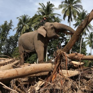 Ketika Para Gajah Bantu Bersihkan Puing Bencana di Pidie Jaya