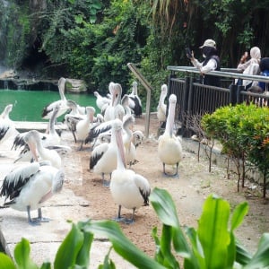 Libur Natal, Puluhan Ribu Wisatawan Serbu Kebun Binatang Ragunan