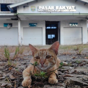 Beroperasi Cuma Dua Hari, Pasar Rakyat di Muaro Jambi ini Langsung Terbengkalai