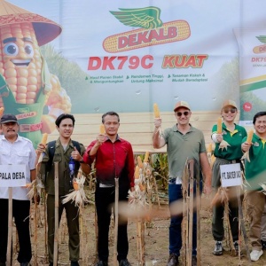 Benih Berkualitas Angkat Hasil Panen Jagung Petani Jateng