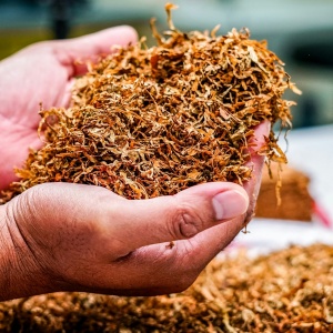 Cekik Industri Tembakau Sama Saja 'Bunuh' 6 Juta Pekerja, Wamenaker: Negara Belum Siap!