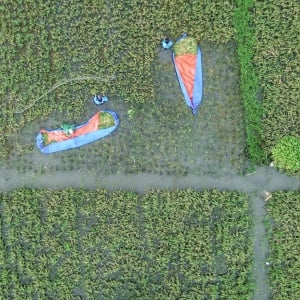 Dua Pekan Terendam Banjir, Hasil Panen Padi Petani Rorotan Anjlok 50 Persen