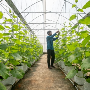Atap RSUD dr. Soehadi Prijonegoro Sragen Disulap Jadi Lahan Budidaya Melon
