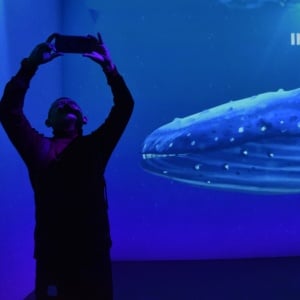 Lewat Immerzoa, Museum Zoologi Bogor Tampilkan Dunia Satwa Secara Imersif