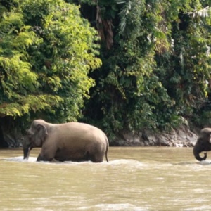 Separuh Habitat Hilang, Ini Strategi Pemerintah Selamatkan Gajah Indonesia