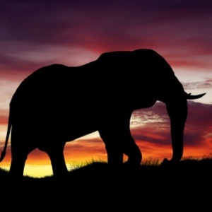 Gajah Indonesia Butuh Perhatian: Selamatkan Mereka dari Kesalahan Alih Fungsi Hutan