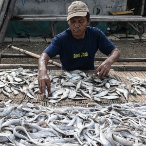 Dua Pekan Naik, Harga Ikan Asin Capai Rp60 Ribu per Kg