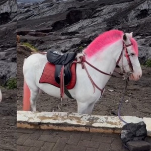 Bromo dan Kuda-Kudanya: Antara Pariwisata dan Kesejahteraan Hewan