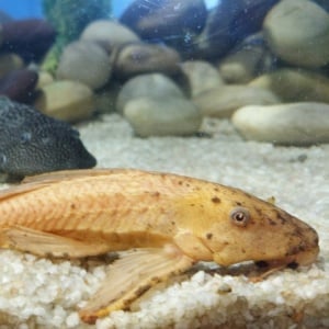 Hati-Hati "Antek" Asing Berinsang: Sisi Gelap Ikan Sapu-Sapu yang Merusak Ekosistem