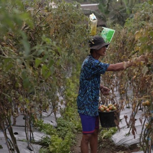 Kisah Petani Sayuran di Lereng Merapi: Penghasilan Melonjak Berkat Program MBG