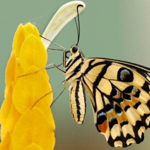 Kebanyakan Polusi, Kupu-Kupu jadi Ogah Tinggal! Refleksi Rusaknya Alam Kita