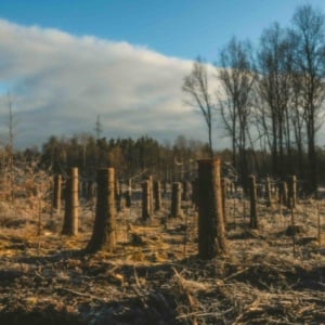 433 Ribu Hektare Lenyap: Menggugat Angka Deforestasi Indonesia 2025