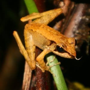 Bioindikator yang Terabaikan: Ketika Katak Tak Lagi Bernyanyi