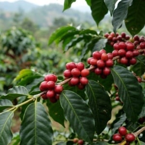 Main ke Dapur Kopi Gayo: Dari Petik Manual Sampai Jadi Kopi Spesial Dunia