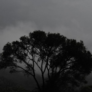 Pocong Berdarah di Dahan Sengon Buto yang Dilihat oleh Lek Salim