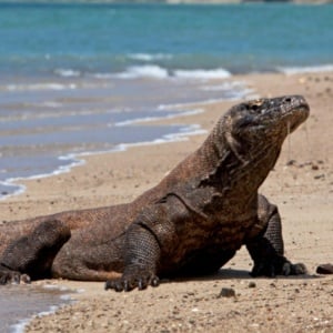 Naga Purba ke Jepang: Diplomasi Hijau dan Misi Penyelamatan Komodo