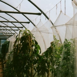 Efek Domino Plastik yang Menyentuh Semua Sektor, Pertanian Juga Kena lho!