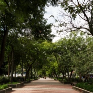 Studi: Perluasan Ruang Hijau Kota Hanya Redam Sebagian Kecil Kenaikan Suhu, Bagaimana Solusinya