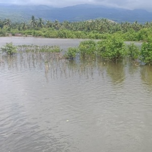 Emiten BCIC Sulap Tabungan Nasabah Jadi Aksi Konservasi Mangrove dan Laut