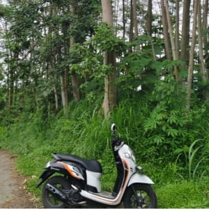 Ketika Galvalum Menang, Petani Kayu Tumbang