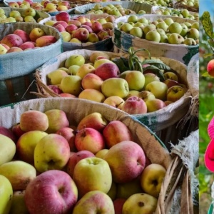 Apel Batu di Ujung Tanduk: Cerita Petani di Tengah Perubahan Kota Batu