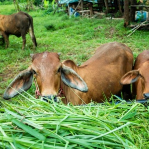 Persediaan Hewan Kurban di Aceh Timur Capai 2.428 Ekor, Sapi Terbanyak