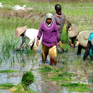 Petani di Daerah Belum Dilibatkan Bahas RUU Reforma Agraria, YLBHI: Jangan Cuma NGO di Jakarta