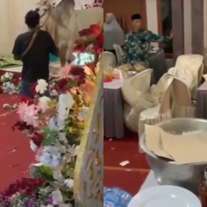 Viral Sapi Kurban Kabur hingga Naik ke Pelaminan Warga, Suasana Hajatan Mendadak Heboh