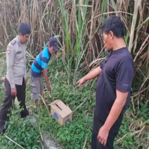 Kardus di Kebun Tebu: Bayi Berjaket Merah Ditemukan Tak Bernyawa di Malang