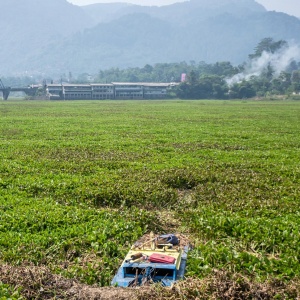 Lautan Eceng Gondok Selimuti Permukaan Sungai Citarum