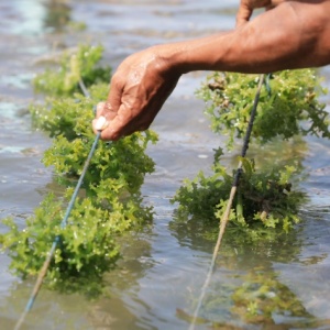 Bisakah Rumput Laut Menggantikan Plastik? Riset Indonesia Cari Jalan Keluar dari Krisis Sampah