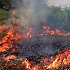 Terdeteksi 198 Titik Panas di Riau, Terbanyak Kedua se-Sumatera