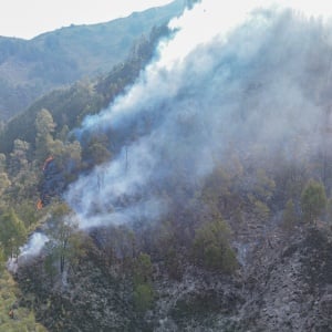 Kebakaran Bromo Meluas, 520 Hektare Taman Nasional Hangus