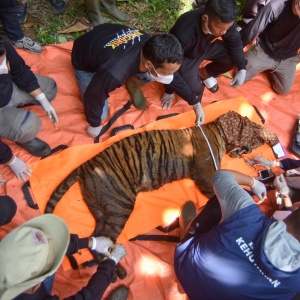 Harimau Sumatera Pemangsa Ternak Warga Berhasil Dievakuasi