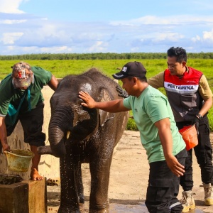Jaga Gajah Sumatera, Pertamina Kilang Plaju Perkuat Upaya Melestarikan Warisan Alam Sumsel