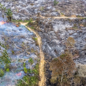 Jejak Tebangan Kayu Hangus Terbakar Ditemukan di Lokasi Karhutla Jambi