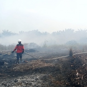 Deforestasi dan Karhutla Disebut Jadi Lingkaran Setan: Mengapa?