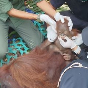 Antisipasi Dampak Kemarau, Kemenhut Evakuasi Tiga Orangutan dari Permukiman Ketapang