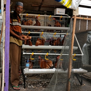 Dari Menganggur hingga Panen Telur, Amat Rasakan Manfaat Program Ayam Petelur PTBA
