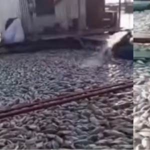 Ikan Keramba Mati Mendadak dan Mengapung di Danau Ranau, Apa yang Terjadi?
