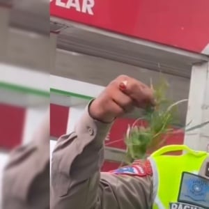 Berawal Kecelakaan Motor, Polisi Temukan Kebun Ganja 4,5 Kg di Karo