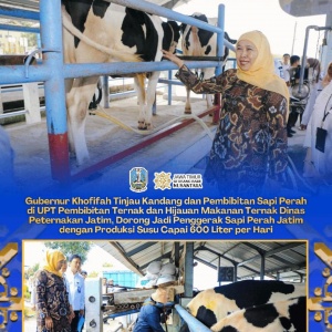 Tinjau Pembibitan Sapi Perah, Khofifah Dorong UPT Jadi Penggerak Peternakan Jatim