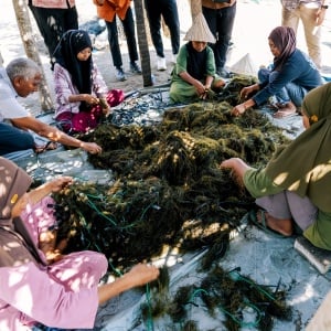 Petani Rumput Laut Takalar Naik Kelas! Catat Usaha Lewat HP, Akses Modal Makin Gampang