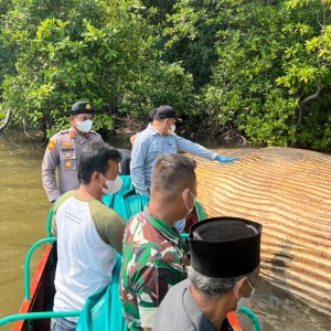 Bangkai Paus Terdampar di Perairan Indragiri Hilir Dievakuasi Tim Gabungan