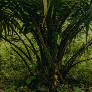 Bisakah Limbah Sawit Gantikan Plastik Sekali Pakai? Studi Ungkap Hal Ini