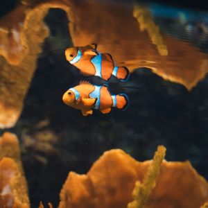 3 Lambang Zodiak Pisces dan Makna Di Baliknya