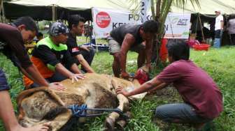 Ternak-ternak Dibeli, Dagingnya Dibagikan Lagi ke Pengungsi Gunung Kelud